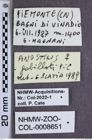 Etiketten zu Anostirus gabilloti (NHMW-ZOO-COL-0008651)